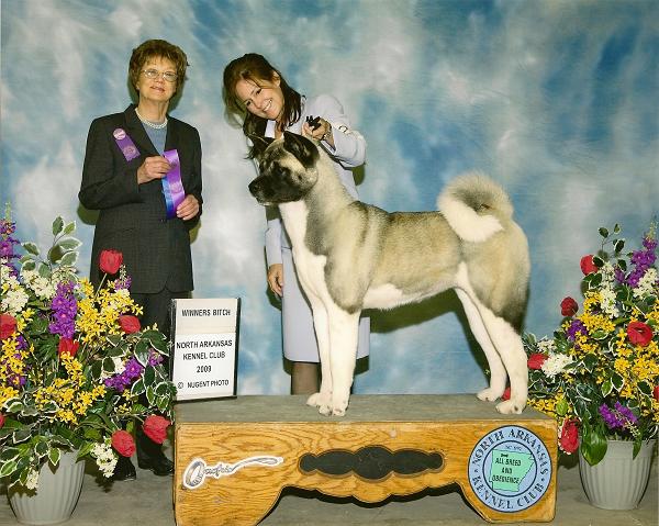 Akitas, Regalia Akitas, Akita Puppies