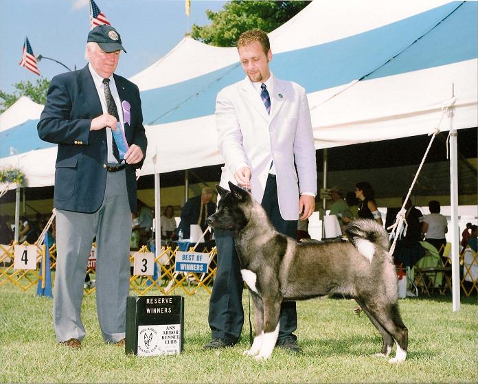 Akitas, Champion Akitas, Regalia Akitas, Akita Breeder, Show quality Akitas, Akita Puppies