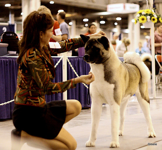 Akitas, Regalia Akitas, Akita Puppies