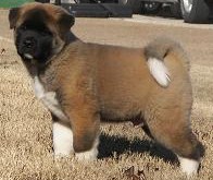 Akitas, Champion Akitas, Regalia Akitas, Akita Breeder, Show quality Akitas, Akita Puppies