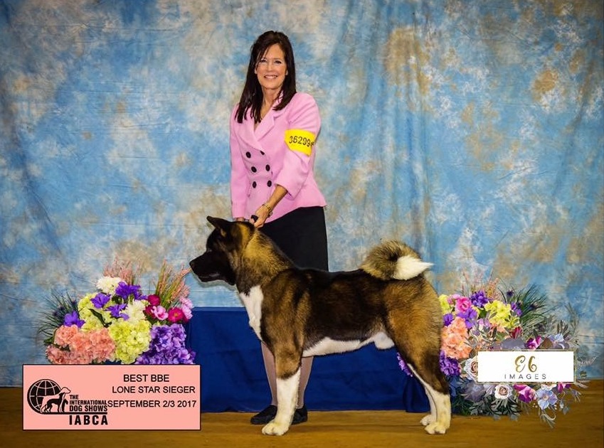 Breeder of Champion Akitas, Akita Puppies, Akitas, Regalia Akitas