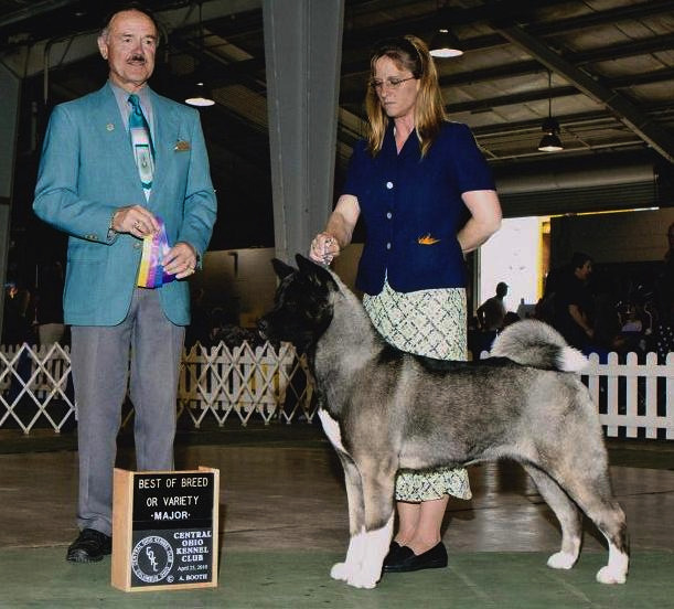 Akitas, Champion Akitas, Regalia Akitas, Akita Breeder, Show quality Akitas, Akita Puppies