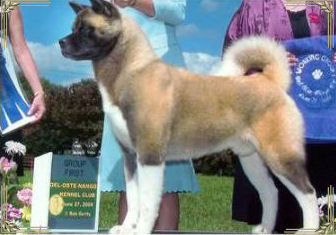 Ch. Regalia's Cutting Edge of Grandslam, Akitas, Akita Puppies