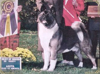 Champion Regalia's Darq Wolf, Akita, Winner at Akita Nationals