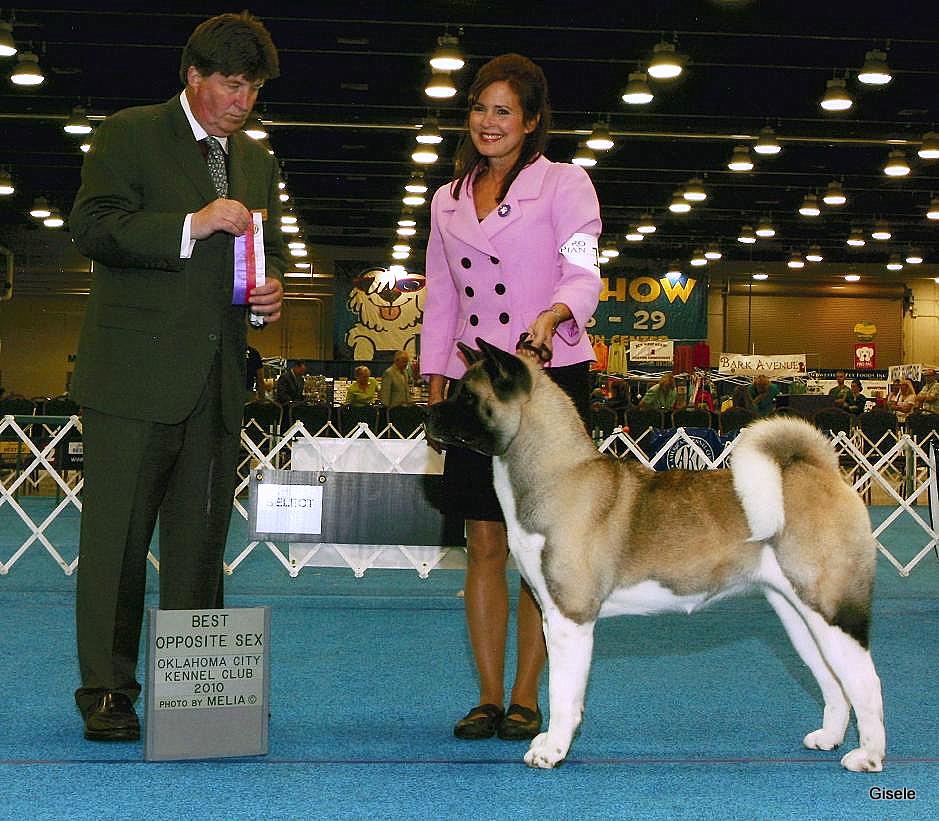 Akitas, Akita Puppies, Regalia Akitas, Carol Friedman