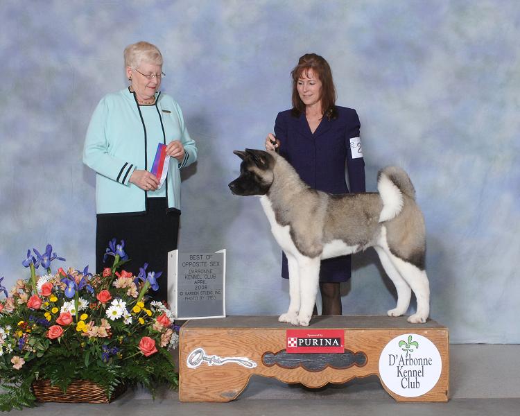 Akitas, Regalia Akitas, Champion Akitas, Akita Puppies