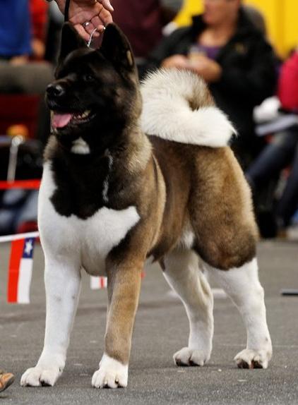 Akitas, Champion Akitas, Regalia Akitas, Akita Breeder, Show quality Akitas, Akita Puppies