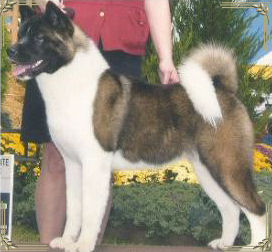 Kenjo's Miss Congeniality, Akita