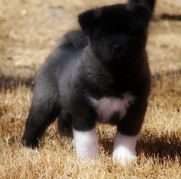 Akitas, Champion Akitas, Regalia Akitas, Akita Breeder, Show quality Akitas, Akita Puppies