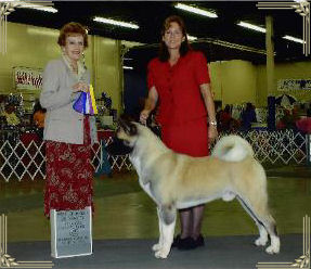 Akitas,  Regalia, Akita, Champion Akita, Akita Puppies