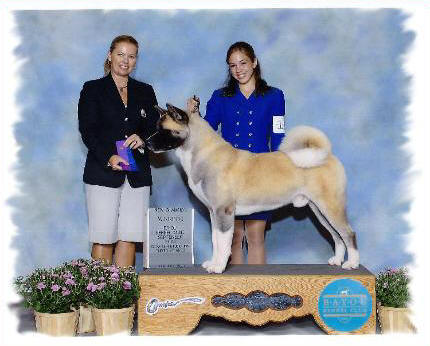 Akitas, Regalia Akitas, Champion Akitas, Akita Puppies