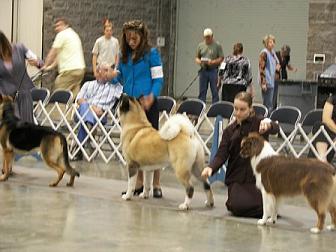 Akitas, Regalia Akitas, Champion Akitas, Akita Puppies