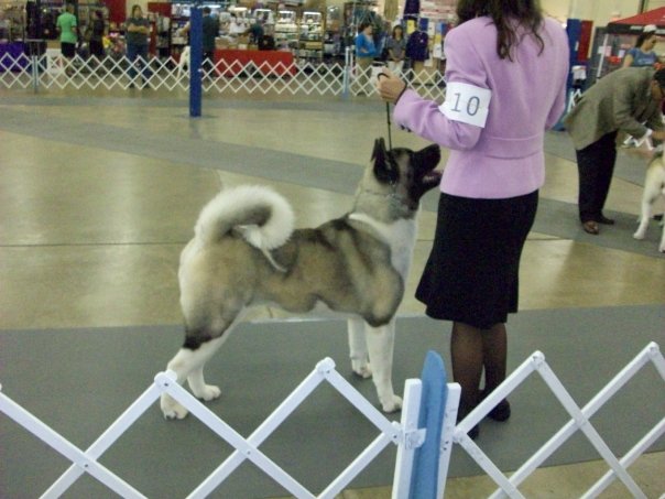 Akitas, Regalia Akitas, Akita Puppies