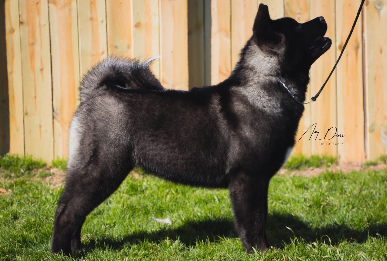 Ch. Regalia's Cutting Edge of Grandslam, Akitas, Akita Puppies