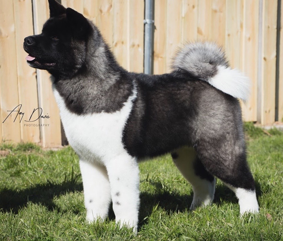 Ch. Regalia's Cutting Edge of Grandslam, Akitas, Akita Puppies