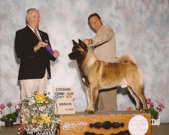 Akitas, Champion Akitas, Regalia Akitas, Akita Breeder, Show quality Akitas, Akita Puppies