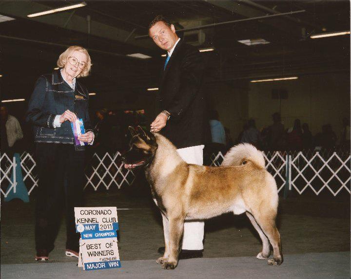 Akitas, Champion Akitas, Regalia Akitas, Akita Breeder, Show quality Akitas, Akita Puppies