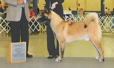 Akitas, Champion Akitas, Regalia Akitas, Akita Breeder, Show quality Akitas, Akita Puppies