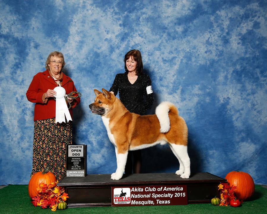 Breeder of Champion Akitas, Akita Puppies, Akitas, Regalia Akitas