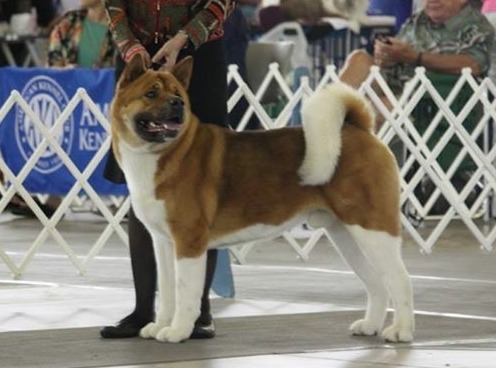 Breeder of Champion Akitas, Akita Puppies, Akitas, Regalia Akitas