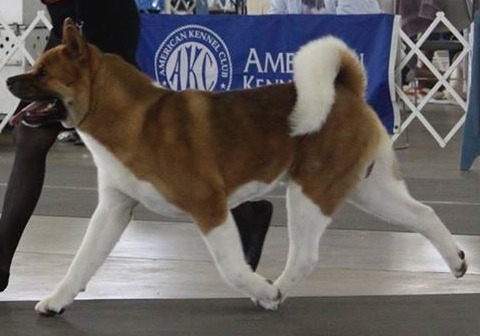 Breeder of Champion Akitas, Akita Puppies, Akitas, Regalia Akitas