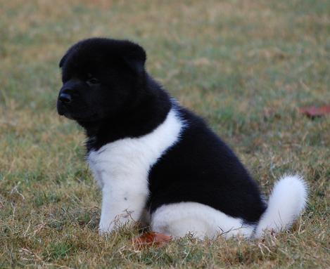 Akitas, Champion Akitas, Regalia Akitas, Akita Breeder, Show quality Akitas, Akita Puppies