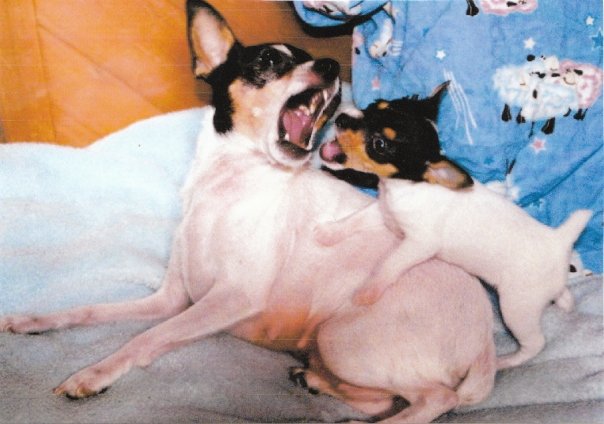 Toy Fox Terriers, TFT puppies, Valcopy TFT, Champion Toy Fox Terriers