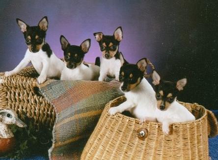 Toy Fox Terriers, TFT puppies, Valcopy TFT, Champion Toy Fox Terriers