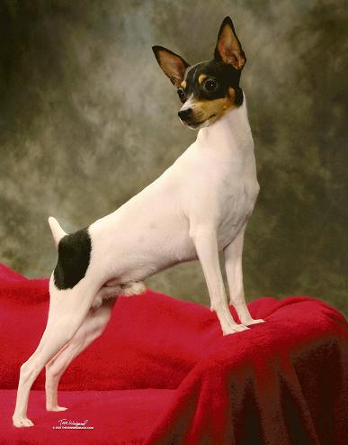 Valcopy's VolKahne'O, Valcopy's Kasey Kahne, Toy Fox Terriers