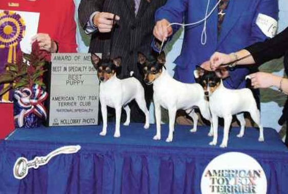 Valcopy's VolKahne'O, Valcopy's Kasey Kahne, Toy Fox Terriers