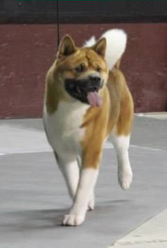 Breeder of Champion Akitas, Akita Puppies, Akitas, Regalia Akitas